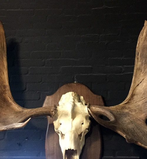 Magnificent antlers of a Canadian moose