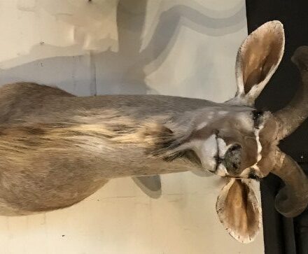 magnificent-stately-stuffed-head-of-a-big-kudu-772903-en-max-rotated