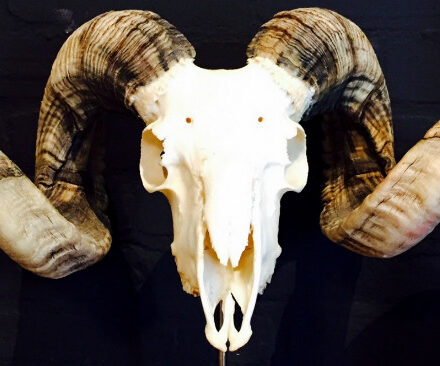 massive-ram-skull-530995-en-max