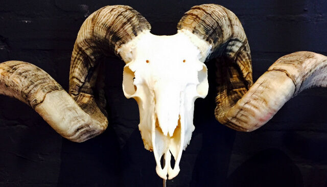 massive-ram-skull-530995-en-max