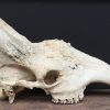 Antique skull of an ibex.
