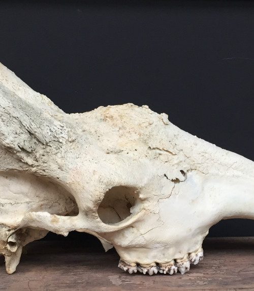 Massive skull of a giraffe bull