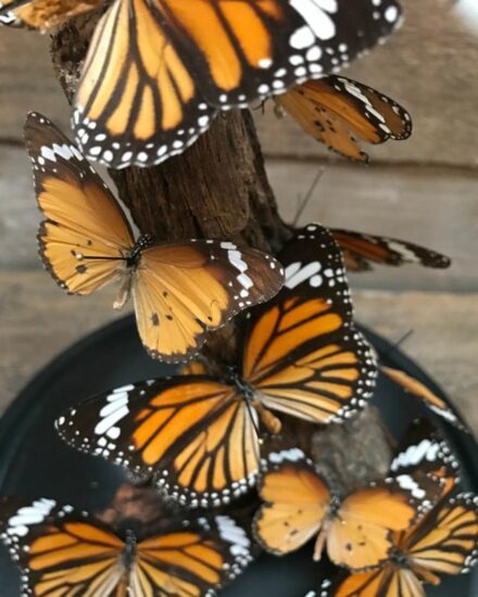 modern-bell-with-butterflies-danaus-chrysipus-739590-en-max