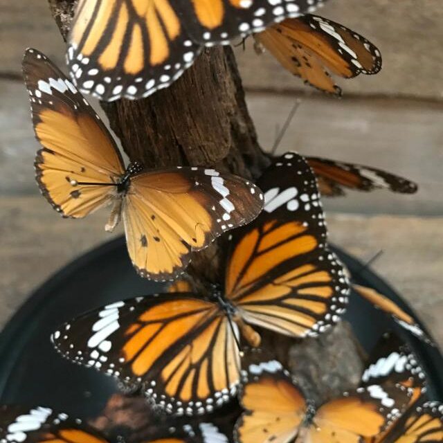 modern-bell-with-butterflies-danaus-chrysipus-739590-en-max