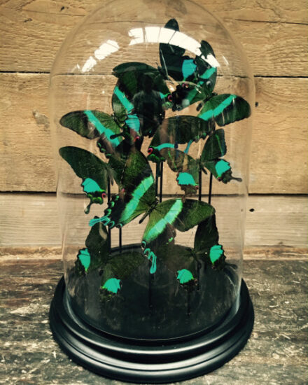 modern-glass-bell-with-butterflies-papilio-karna-and-blumei-567724-en-max