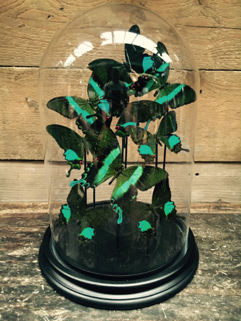Glas dome with butterflies (Papilio Karna and Blumei)