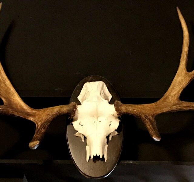 moose-antlers-789403-en-max