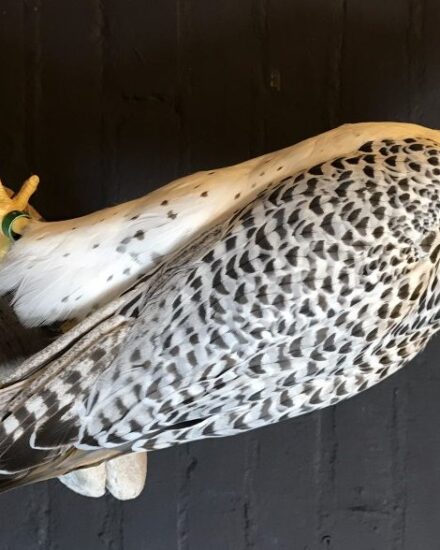 mounted-adult-gyrfalcon-794830-en-max-rotated