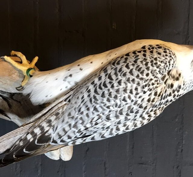 mounted-adult-gyrfalcon-794830-en-max-rotated