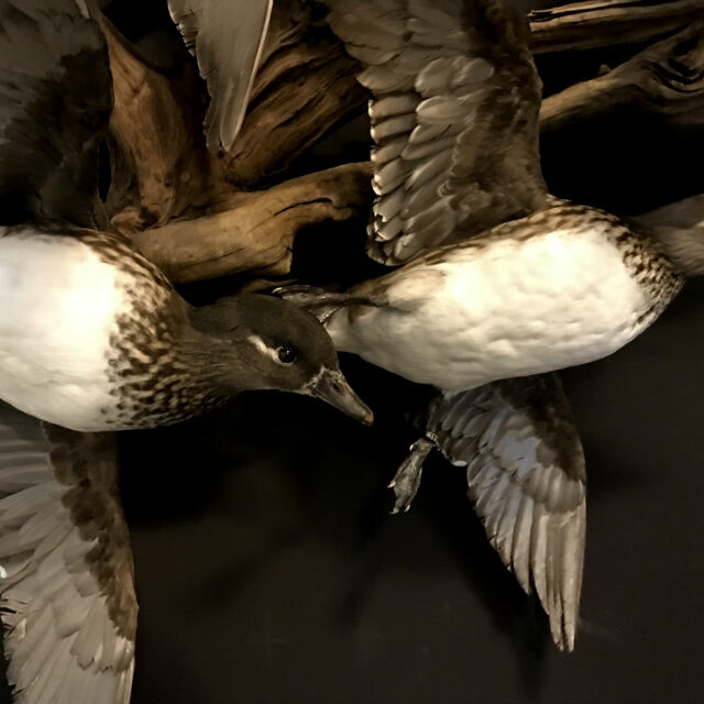 mounted-mandarin-ducks-in-flight-626734-en-max