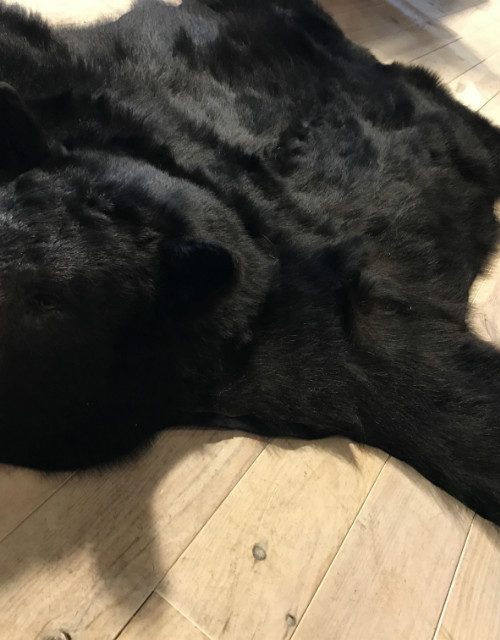 Nieuwe AA kwaliteit huid van een grote zwarte beer.