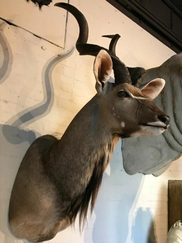 New hunting trophy of a capital kudu