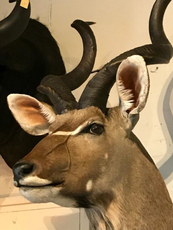 New hunting trophy of a capital kudu