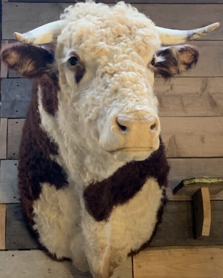 new-impressive-taxidermy-head-of-a-hereford-bull-2168928-en-max