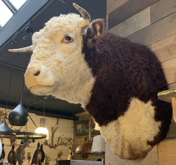Nieuwe imposante opgezette kop van een Hereford stier