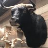 New impressive taxidermy head of a Spanish fighting bull