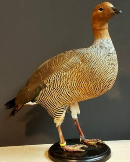 new-in-stock-beautiful-stuffed-goose-518321-en-max