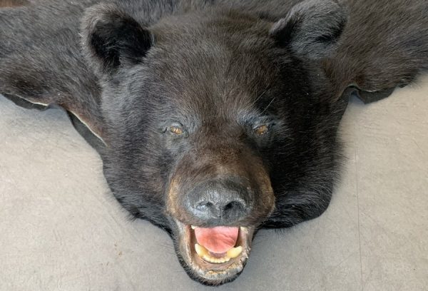 Nieuwe huid van een zwarte beer met een opgezette kop