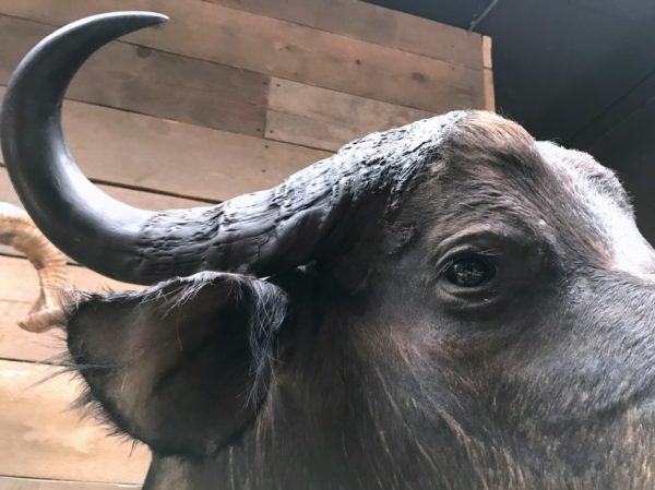 New stuffed head of a cape buffalo