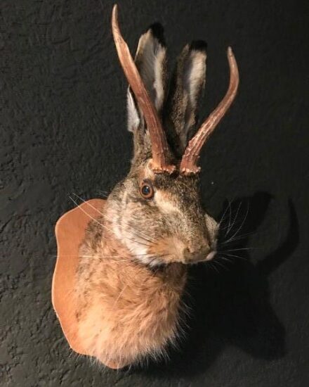 new-stuffed-head-of-a-hare-with-antler-wolpertinger-921240-en-max