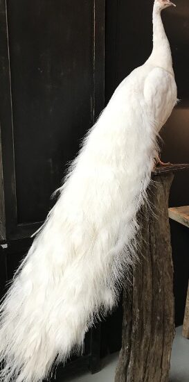 new-stuffed-white-peacock-1013593-en-max