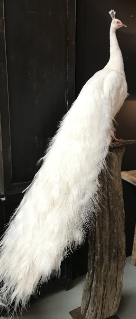 New stuffed white peacock