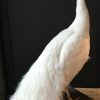 Nieuwe opgezette witte pauw