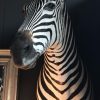 Neue schöne präparierte Kopf eines Zebras