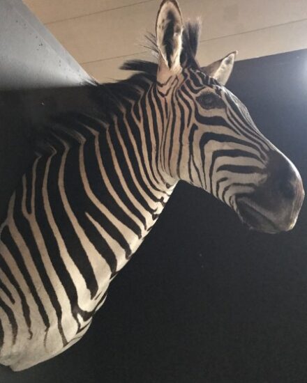 new-taxidermy-head-of-a-zebra-830116-en-max