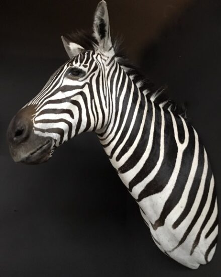 new-taxidermy-head-of-a-zebra-830132-en-max