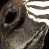 New taxidermy head of a  zebra.