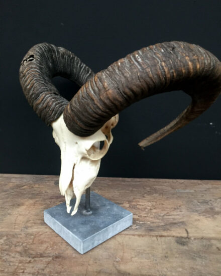 nice-decoration-piece-a-large-mouflon-skull-on-a-stone-base-593821-en-max