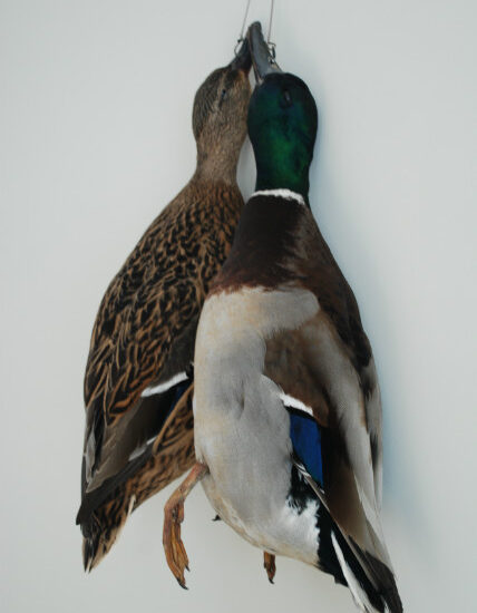 nice-pair-of-stuffed-ducks-nice-taxidermy-372720-en-max