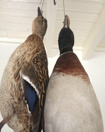 nice-pair-of-wild-ducks-made-as-stillife-374860-en-max