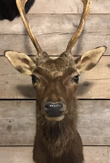 nice-taxidermy-head-of-a-sika-deer-831754-en-max