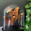 Antike Glasglocke mit Schmetterlingsmischung auf Traubenzweig