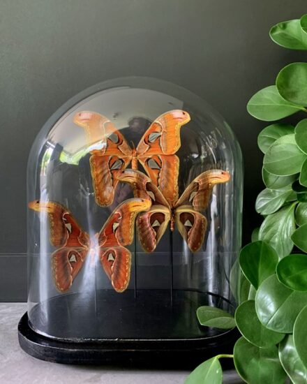 old-dome-with-3-attacus-atlas-butterflies-3241046-en-max