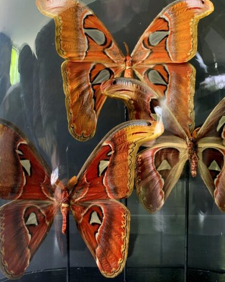 old-dome-with-3-attacus-atlas-butterflies-3241049-en-max