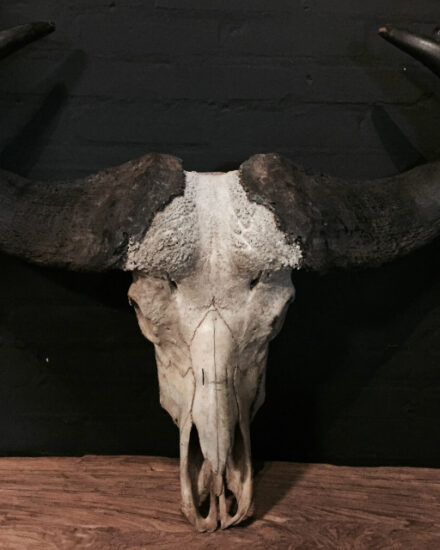 old-rugged-skull-of-a-capital-cape-buffalo-bull-402483-en-max