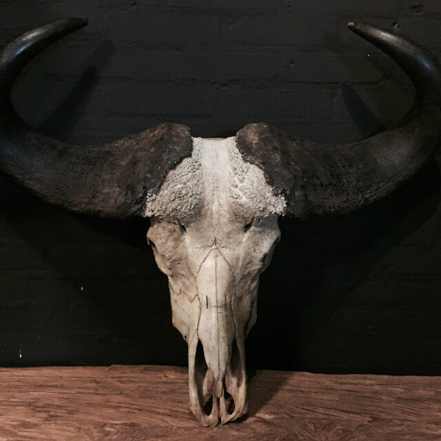 old-rugged-skull-of-a-capital-cape-buffalo-bull-402483-en-max