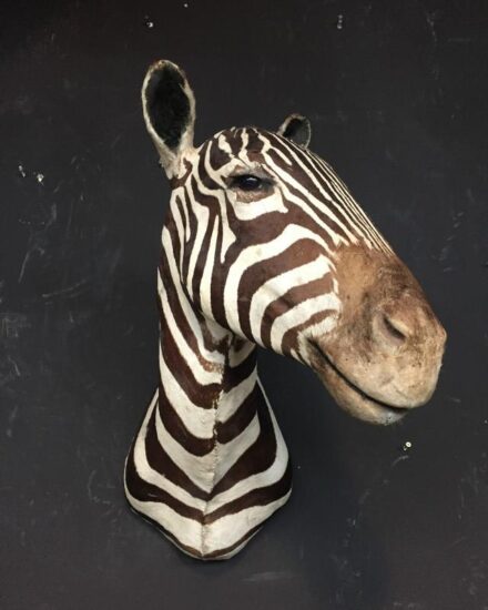 old-stuffed-head-of-a-zebra-518061-en-max