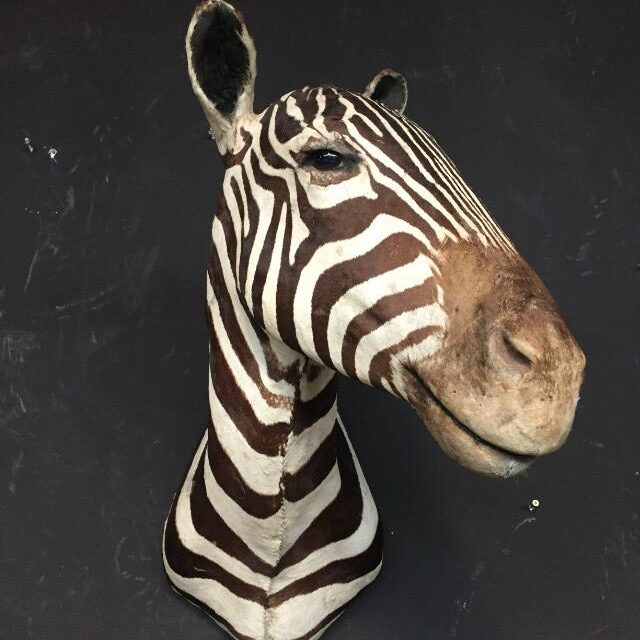 old-stuffed-head-of-a-zebra-518061-en-max