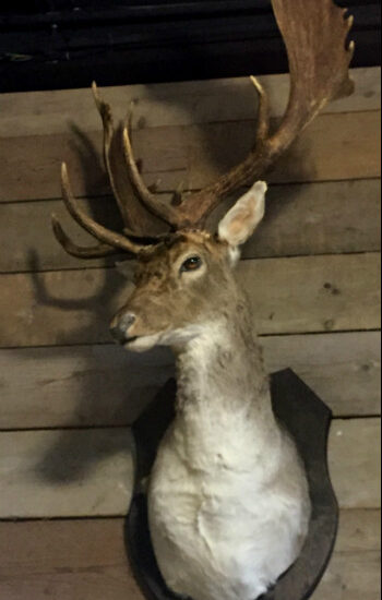 ornate-stuffed-head-of-a-beautiful-fallow-deer-464360-en-max