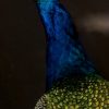 Ornate stuffed peacock