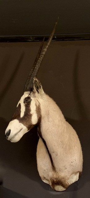 Opgezette kop van een oryx