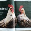 Our Chickens used for a photoshoot in the newspaper