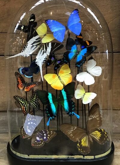 oval-antique-glass-dome-with-colorful-mix-of-many-butterfly-species-777652-en-max