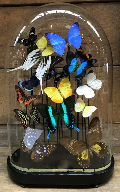 Oval antique glass dome  with colorful mix of many butterfly species