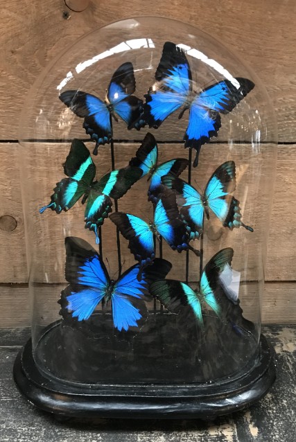 stolp blauwe vlinders (Papilio Ulysses, Lorquinianius en Peranthus) - BEAST Interiors