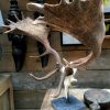 Particularly large and heavy antlers of a fallow deer